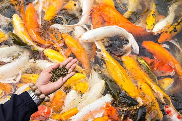 تصویر 3 از خوراک ماهی سفید در شرایط پرورش طبیعی